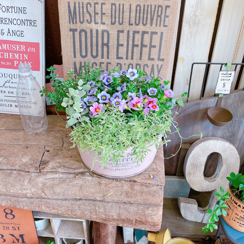 かわいい♡【カラフル7種類寄せ植え】ピンク系ブリキ鉢！ナチュラル