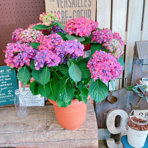 大きめ♡現品のみ【ピンク紫系あじさい 】ボリューム満点♡ピンク