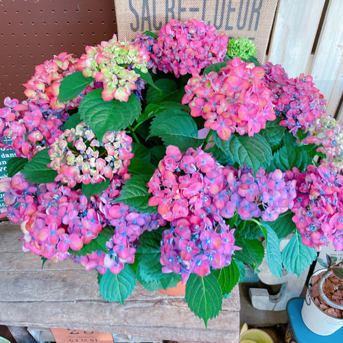 ピンク　　希少　特大　紫陽花　アジサイ　寿　ブルー　ピンク　ミックス　8号 ピンク 様専用 希少 特大 紫陽花 アジサイ 寿 ブルー ピンク ミックス 8号