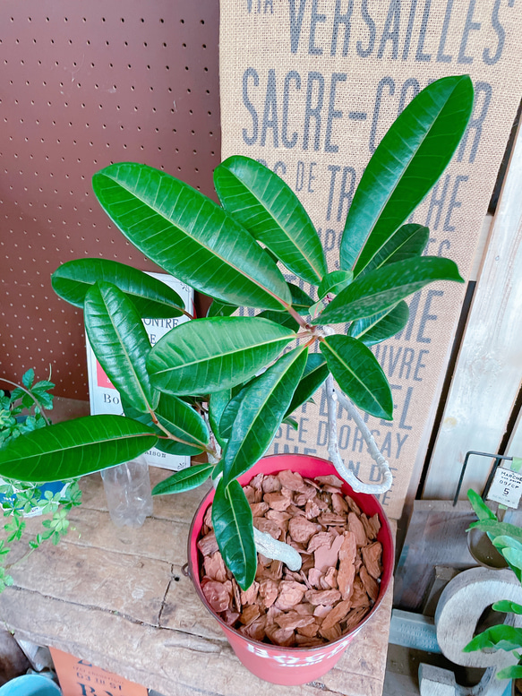 希少！現品♡【くねっとフィカストレソー】かっこいいグリーン♡オシャレな観葉植物！赤系ブリキ 2枚目の画像