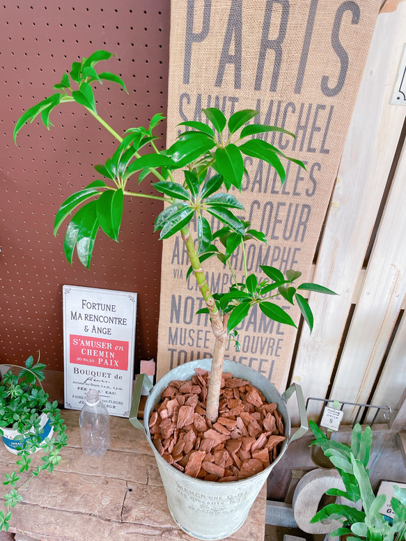 現品♡【ツピタンサス】アンティーク風 シルバー系ブリキ鉢！ステキな大きめ観葉植物♪ スタイリッシュグリーン 10枚目の画像