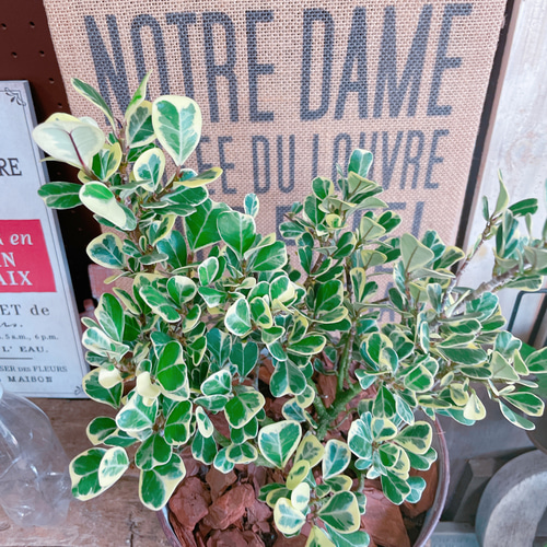 現品♡【レア！フィカス スイートハート】白系ブリキ鉢！個性的な