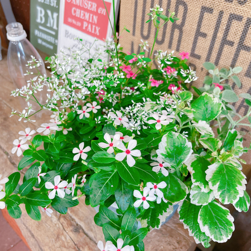 赤と白の花模様 深鉢 赤と白の花模様 深鉢 赤と白の花模様 深鉢