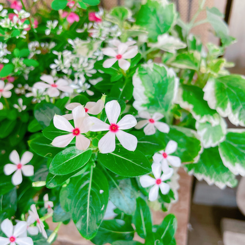 夏にぴったり♡【夏花火2色寄せ植え】シルバー系ブリキ鉢！ナチュラル