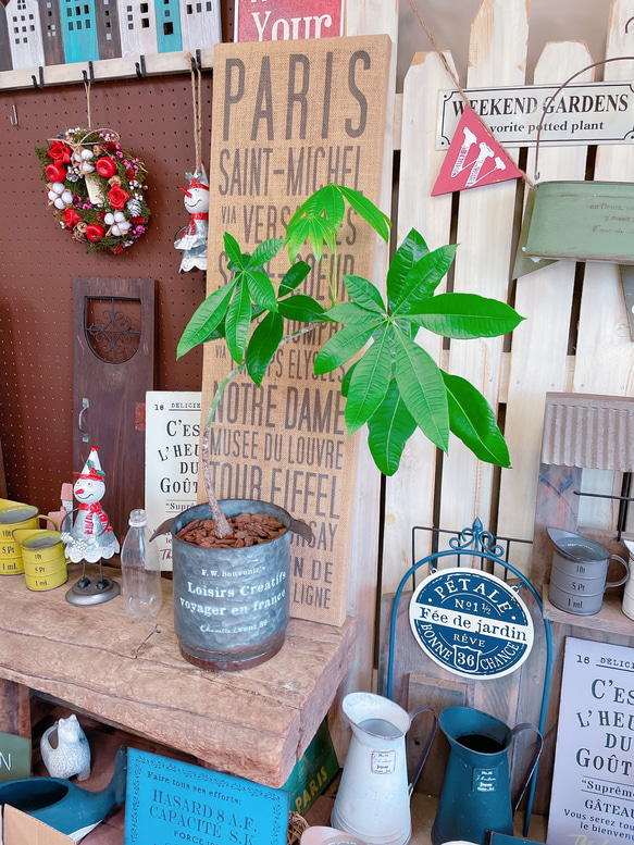 現品SALE♡【かっこいいパキラ】育てやすい人気の観葉植物♡ナチュラルグリーン！お洒落なシルバー系ブリキ鉢♪ 9枚目の画像