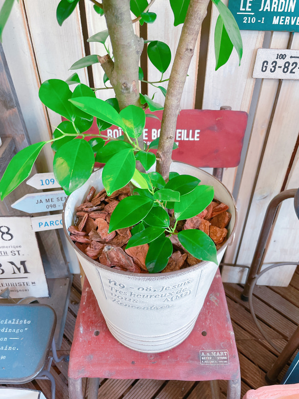 現品♡【かっこいいガジュマル】幸せの木♡風水でも大人気のグリーン！オシャレ観葉植物♡ホワイト系ブリキ鉢 7枚目の画像