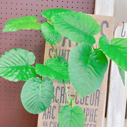 現品♡【すらっとウンベラータ】可愛い小さめのハートリーフ♡人気観葉植物！ナチュラル白系ブリキ鉢♪ 6枚目の画像