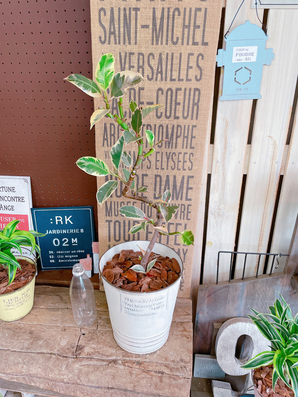 おしゃれインテリアに！斑入りフィカス・ティネケ2【存在感のある一鉢