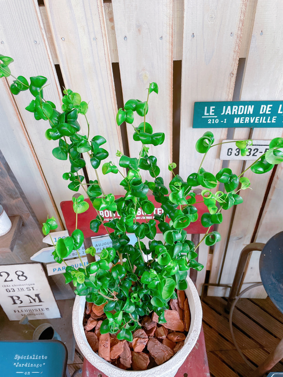 現品♡【バロック】ホワイト系陶器鉢！人気のグリーン♡すてきな観葉植物！シンプル植物インテリア♡ 10枚目の画像