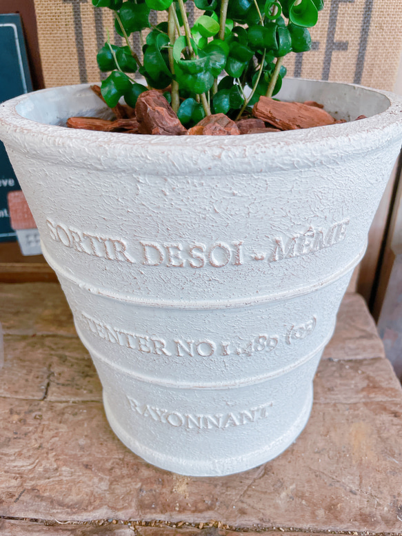現品♡【バロック】ホワイト系陶器鉢！人気のグリーン♡すてきな観葉植物！シンプル植物インテリア♡ 3枚目の画像
