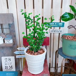 現品♡【バロック】ホワイト系陶器鉢！人気のグリーン♡すてきな観葉植物！シンプル植物インテリア♡ 5枚目の画像