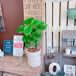 現品♡【ウンベラータ】可愛いハートリーフ♡人気観葉植物！ナチュラル陶器鉢♪素敵なグリーン 6枚目の画像