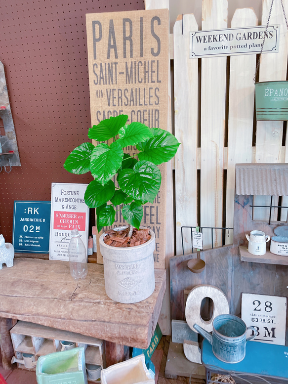 現品♡【ウンベラータ】可愛いハートリーフ♡人気観葉植物！ナチュラル陶器鉢♪素敵なグリーン 6枚目の画像