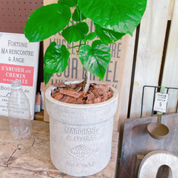 現品♡【ウンベラータ】可愛いハートリーフ♡人気観葉植物！ナチュラル陶器鉢♪素敵なグリーン 7枚目の画像