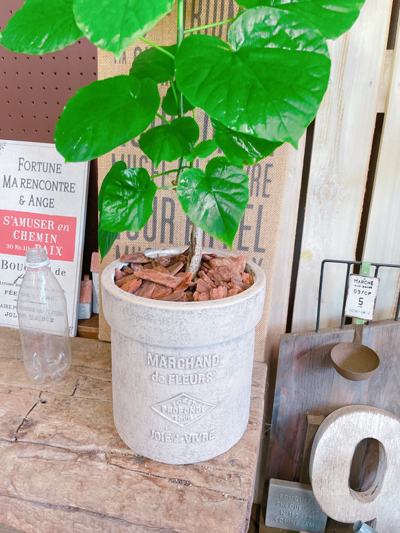 現品♡【ウンベラータ】可愛いハートリーフ♡人気観葉植物！ナチュラル陶器鉢♪素敵なグリーン 7枚目の画像