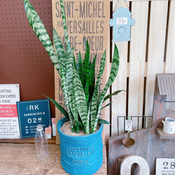 現品のみ♡【サンスベリアゼラニカ】空気を綺麗にする観葉植物