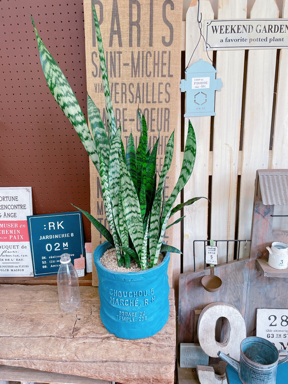 綺麗です　観葉植物 室内　サンスベリア ゼラニ サンスベリア・ゼラニカ 9号鉢 観葉植物と植木鉢の専門店cocolate