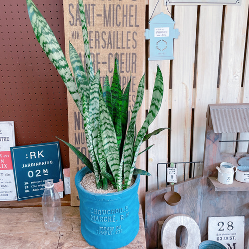 綺麗です　観葉植物 室内　サンスベリア ゼラニ おしゃれ 観葉植物：サンスベリア ゼラニカ 鉢植え*セラアート