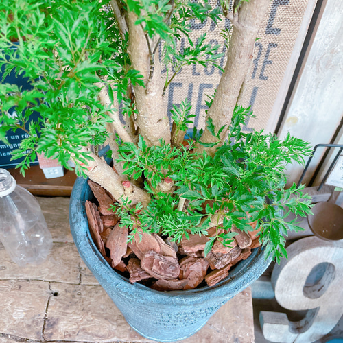 ポリシャス タイワンモミジ 鉢 タイワンモミジ。観葉植物。鉢ごと無料