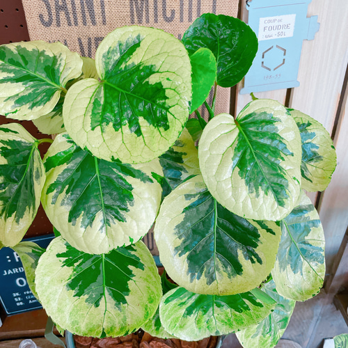 現品のみ♡レア【フリスビー煌ポリシャス】オシャレ観葉植物