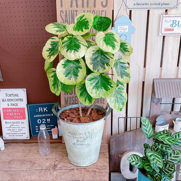 現品のみ♡レア【フリスビー煌ポリシャス】オシャレ観葉植物