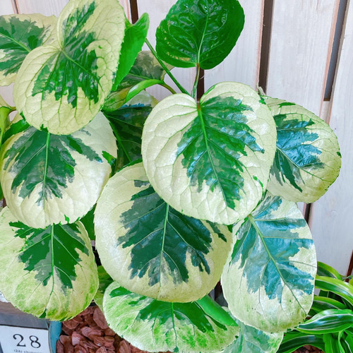 現品のみ♡レア【フリスビー煌ポリシャス】オシャレ観葉植物