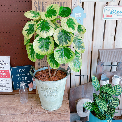 現品のみ♡レア【フリスビー煌ポリシャス】オシャレ観葉植物