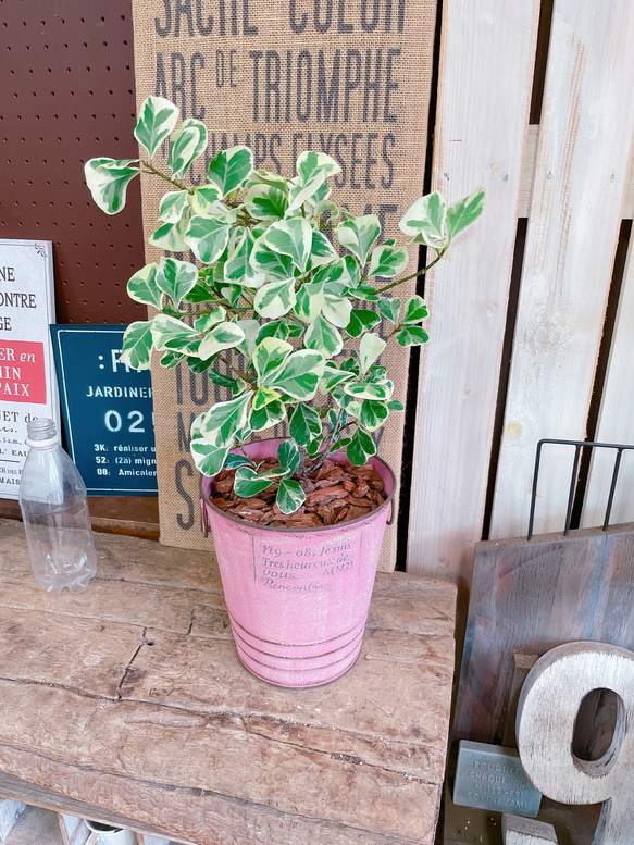 【限定特価】フィカス スウィートハート 2株 登録品種 観葉植物 calmca 再入荷】フィカス スウィートハート 2株 登録品種 観葉植物 calmcafe