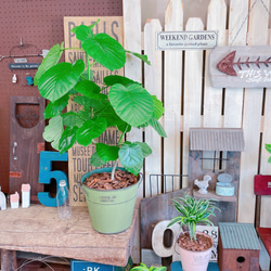 現品♡【大きめウンベラータ】かっこいい大きめ観葉植物！素敵な緑系ブリキ鉢♡オシャレグリーン 1枚目の画像