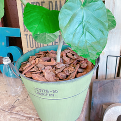 現品♡【大きめウンベラータ】かっこいい大きめ観葉植物！素敵な緑系ブリキ鉢♡オシャレグリーン 6枚目の画像