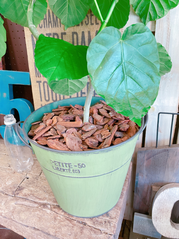 現品♡【大きめウンベラータ】かっこいい大きめ観葉植物！素敵な緑系ブリキ鉢♡オシャレグリーン 6枚目の画像