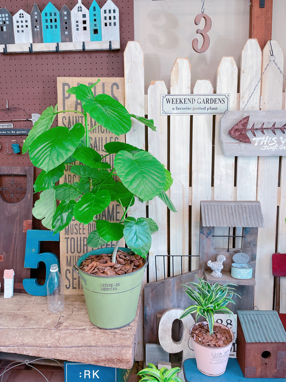 現品♡【大きめウンベラータ】かっこいい大きめ観葉植物！素敵な緑系ブリキ鉢♡オシャレグリーン 7枚目の画像