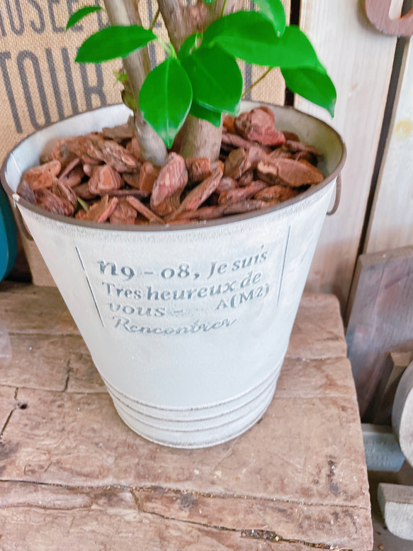 現品♡【かっこいいガジュマル】幸せの木♡風水でも大人気のグリーン！オシャレ観葉植物♡ホワイト系ブリキ鉢 3枚目の画像