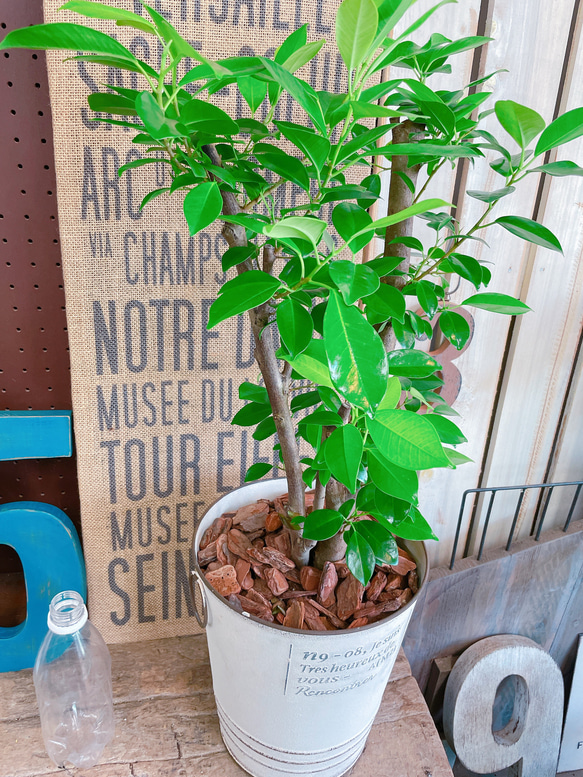 現品♡【かっこいいガジュマル】幸せの木♡風水でも大人気のグリーン！オシャレ観葉植物♡ホワイト系ブリキ鉢 7枚目の画像