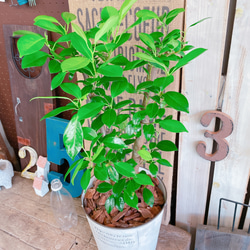 現品♡【かっこいいガジュマル】幸せの木♡風水でも大人気のグリーン！オシャレ観葉植物♡ホワイト系ブリキ鉢 8枚目の画像