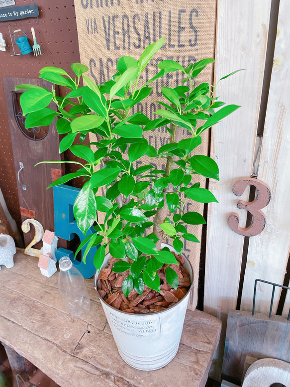 現品♡【かっこいいガジュマル】幸せの木♡風水でも大人気のグリーン！オシャレ観葉植物♡ホワイト系ブリキ鉢 8枚目の画像