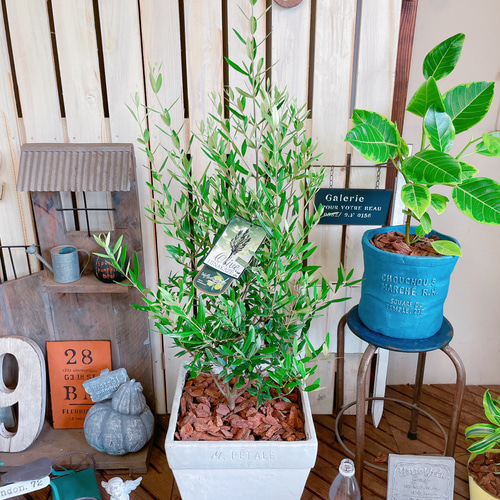 現品SALE♡【大きめ オリーブの木 】ホワイト系陶器鉢！シンボルツリー