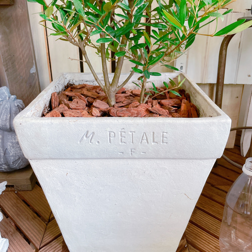 【超大型❗️早い者勝ち‼️】10年物　ボトルツリー　陶器鉢付き 超大型❗️早い者勝ち‼️】10年物 ボトルツリー 陶器鉢付き ボトル