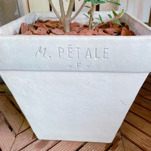 【超大型❗️早い者勝ち‼️】10年物　ボトルツリー　陶器鉢付き 超大型❗️早い者勝ち‼️】10年物 ボトルツリー 陶器鉢付き ボトル