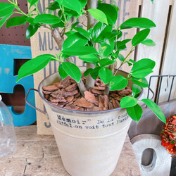 現品♡【かっこいいガジュマル】幸せの木♡風水でも大人気のグリーン！オシャレ観葉植物♡ベージュ系ブリキ鉢 2枚目の画像