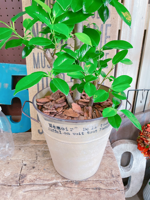 現品♡【かっこいいガジュマル】幸せの木♡風水でも大人気のグリーン！オシャレ観葉植物♡ベージュ系ブリキ鉢 2枚目の画像