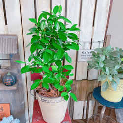 現品♡【かっこいいガジュマル】幸せの木♡風水でも大人気のグリーン！オシャレ観葉植物♡ベージュ系ブリキ鉢 5枚目の画像