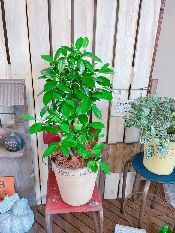 現品♡【かっこいいガジュマル】幸せの木♡風水でも大人気のグリーン！オシャレ観葉植物♡ベージュ系ブリキ鉢 5枚目の画像