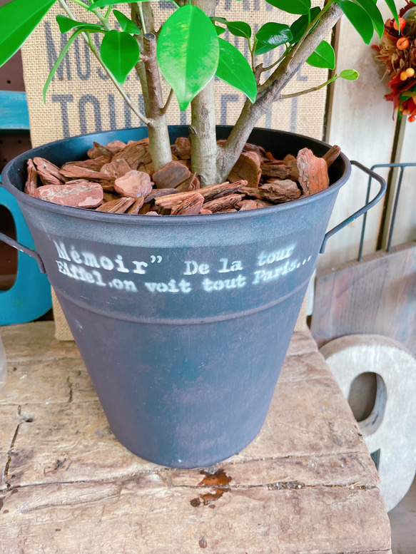 現品♡【かっこいいガジュマル】幸せの木♡風水でも大人気のグリーン！オシャレ観葉植物♡ブラックブラウン系ブリキ鉢 3枚目の画像