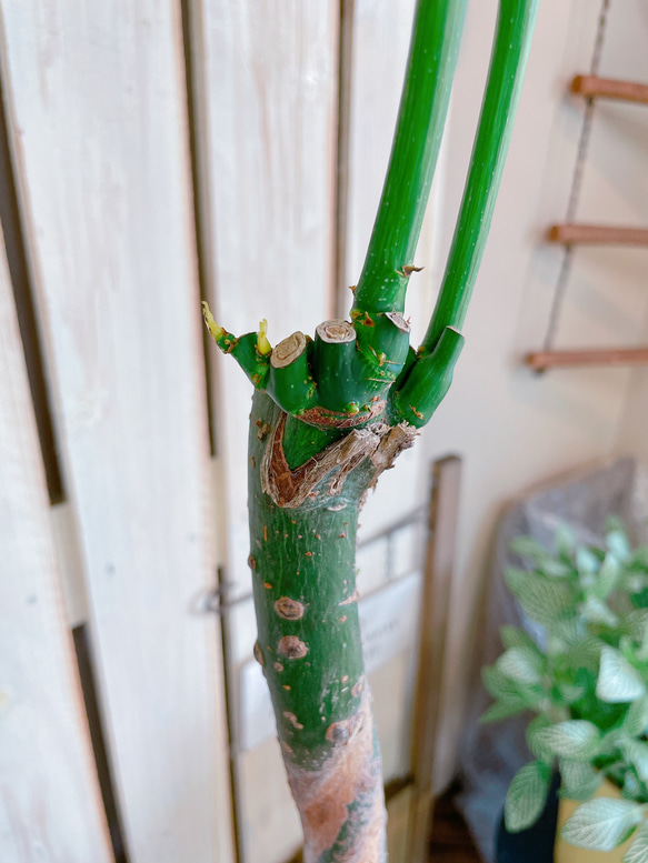 現品！レア【高さのある斑入りパキラ】重厚感のある陶器鉢♡すてきなグリーン観葉植物♪ミルキーウェイ！希少 7枚目の画像