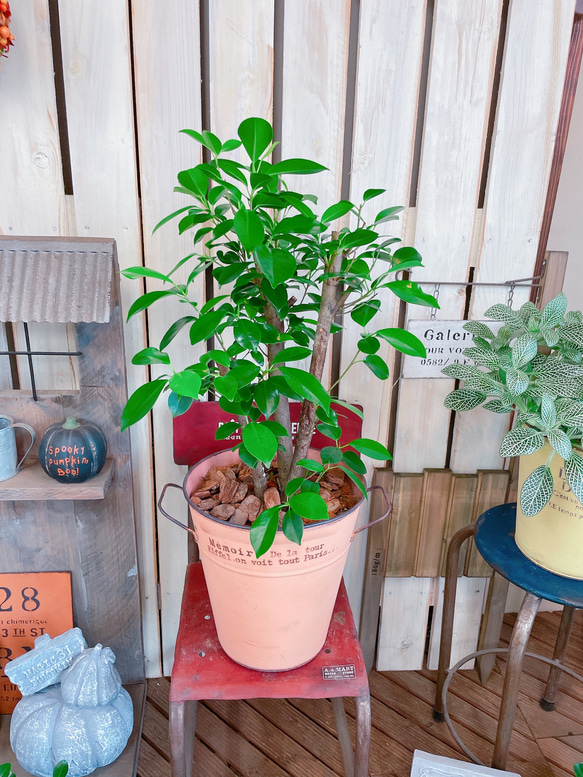 現品♡【かっこいいガジュマル】幸せの木♡風水でも大人気のグリーン！オシャレ観葉植物♡サーモンピンク系ブリキ鉢 1枚目の画像