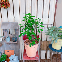 現品♡【かっこいいガジュマル】幸せの木♡風水でも大人気のグリーン！オシャレ観葉植物♡サーモンピンク系ブリキ鉢 5枚目の画像