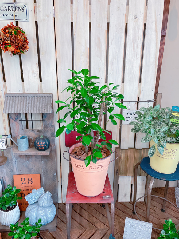 現品♡【かっこいいガジュマル】幸せの木♡風水でも大人気のグリーン！オシャレ観葉植物♡サーモンピンク系ブリキ鉢 5枚目の画像