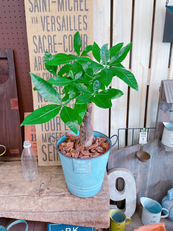 現品♡【パキラ】育てやすい人気の観葉植物♡ナチュラルグリーン！水色系ブリキ鉢♪アンティーク風 1枚目の画像