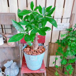 現品♡【パキラ】育てやすい人気の観葉植物♡ナチュラルグリーン！水色系ブリキ鉢♪アンティーク風 6枚目の画像